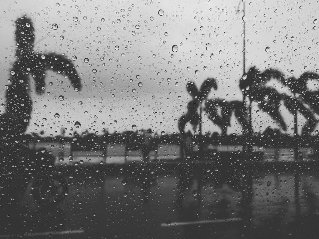 grayscale photography of trees