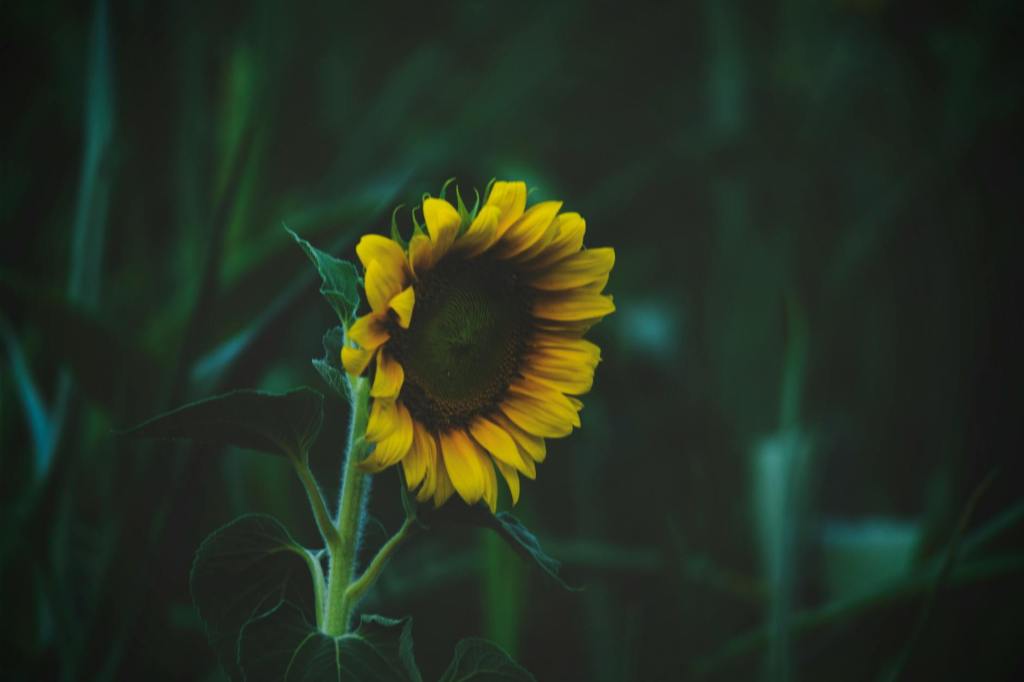 shallow focus photography of sunflower